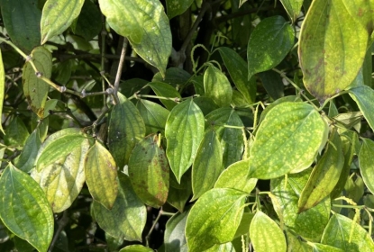 nhung-loai-benh-tren-cay-tieu-va-cach-xu-ly-hieu-qua